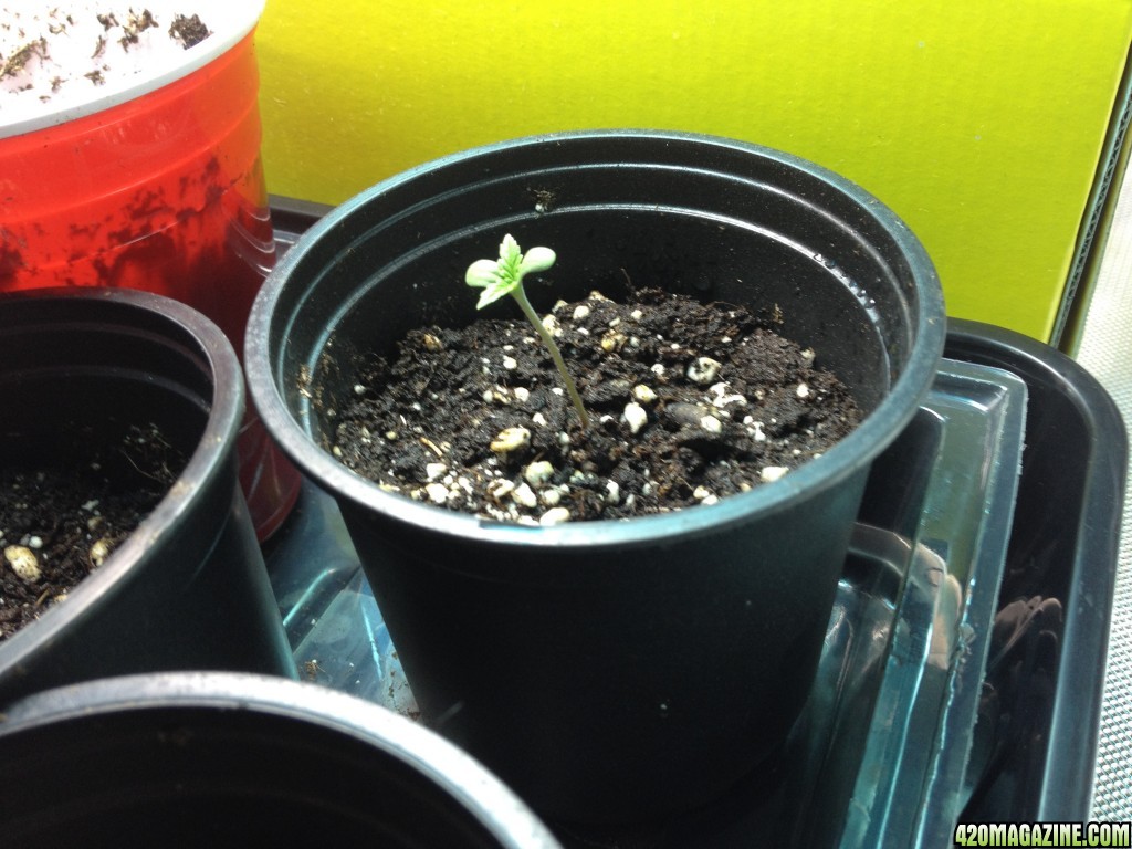 1st grow, Grow journal, bag seed