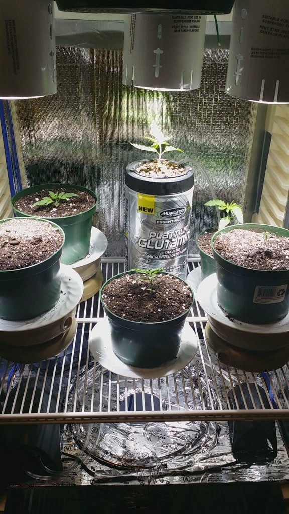1st grow (pics not in order)