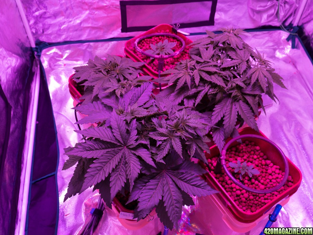 1st Grow / Started Early July 2015