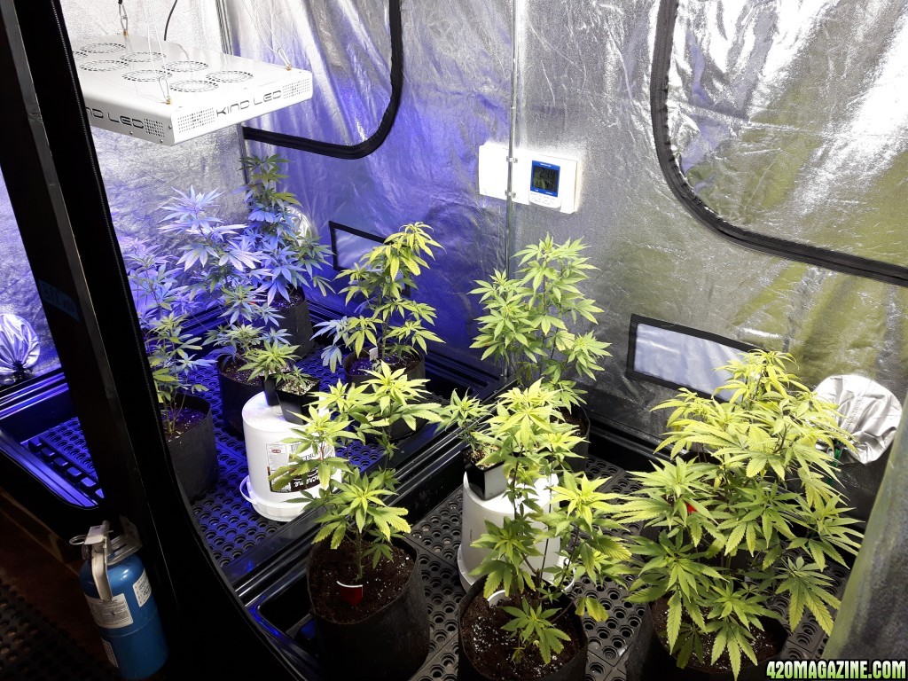 1st grow (these girls need your help)