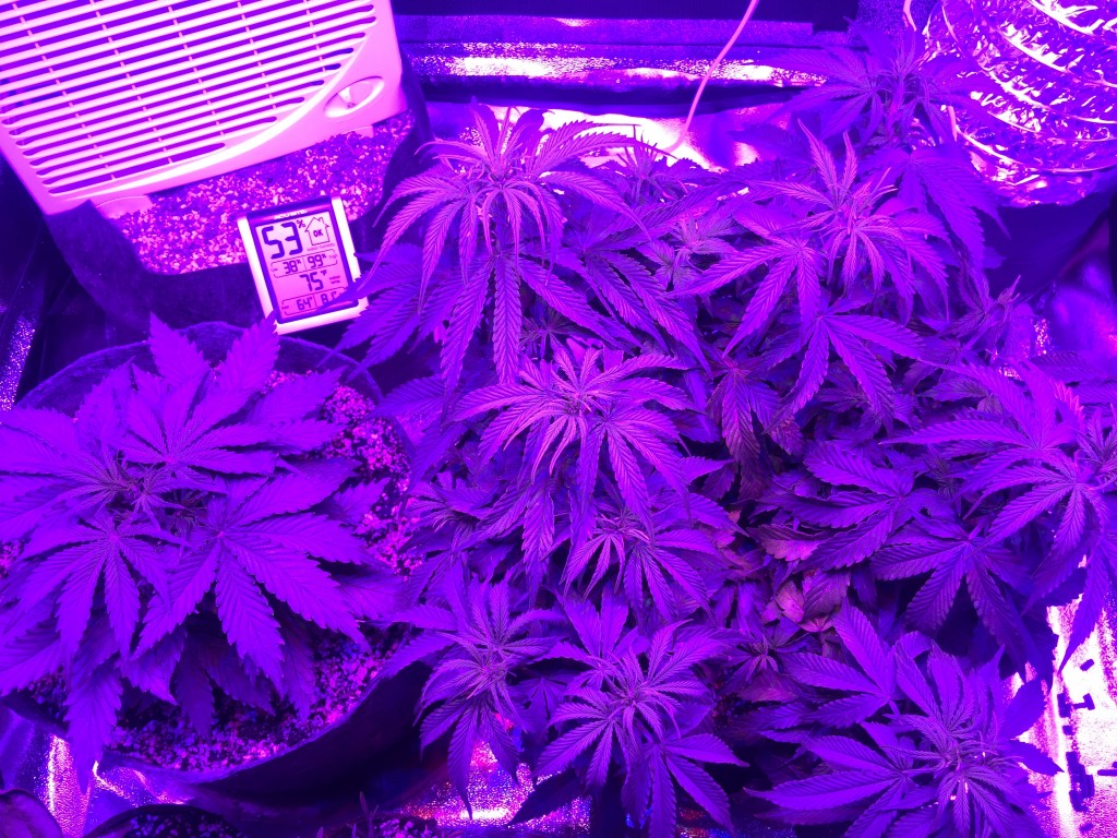 1st Grow Update