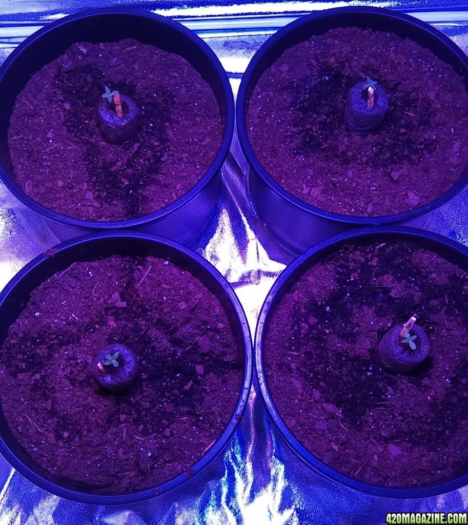 1st grow