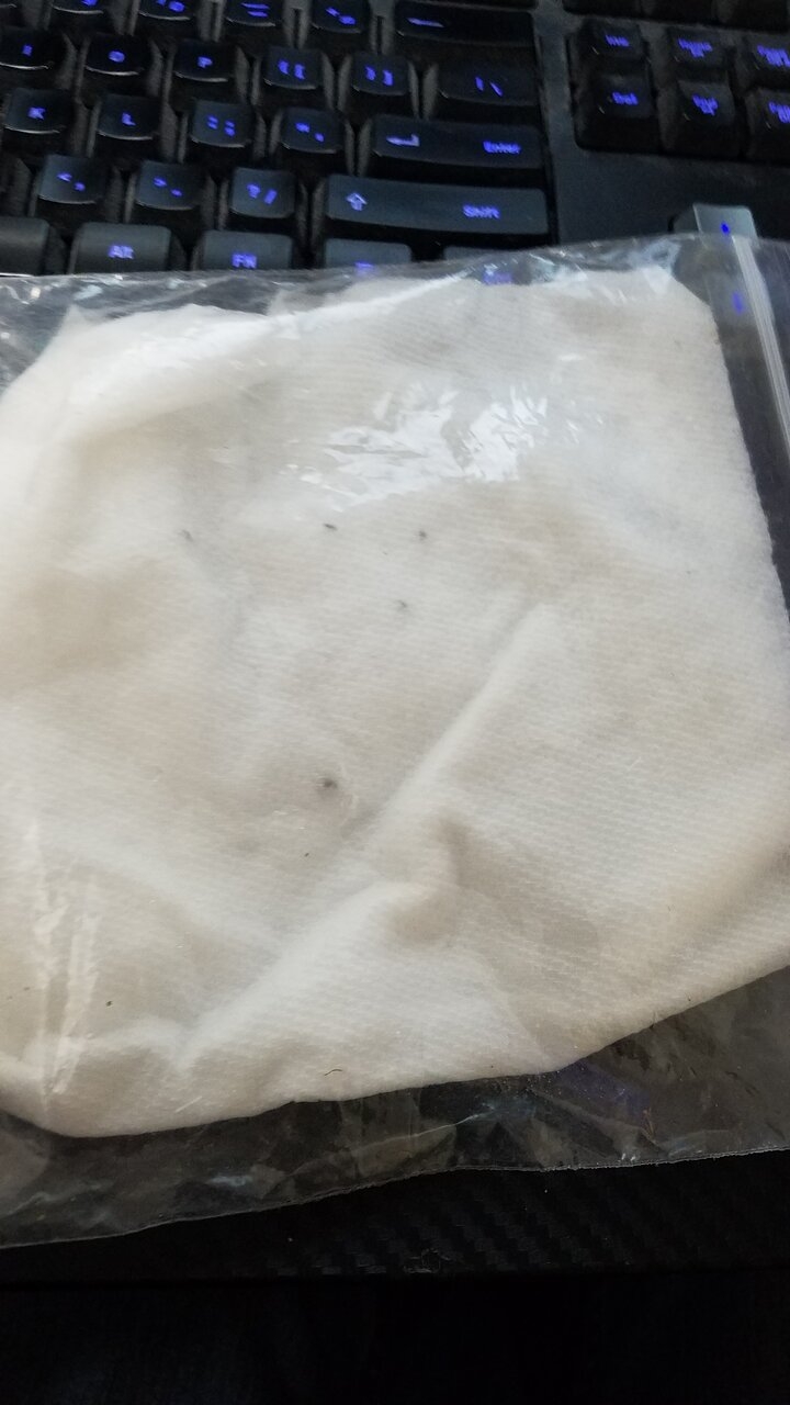 1st paper towel germination attempt