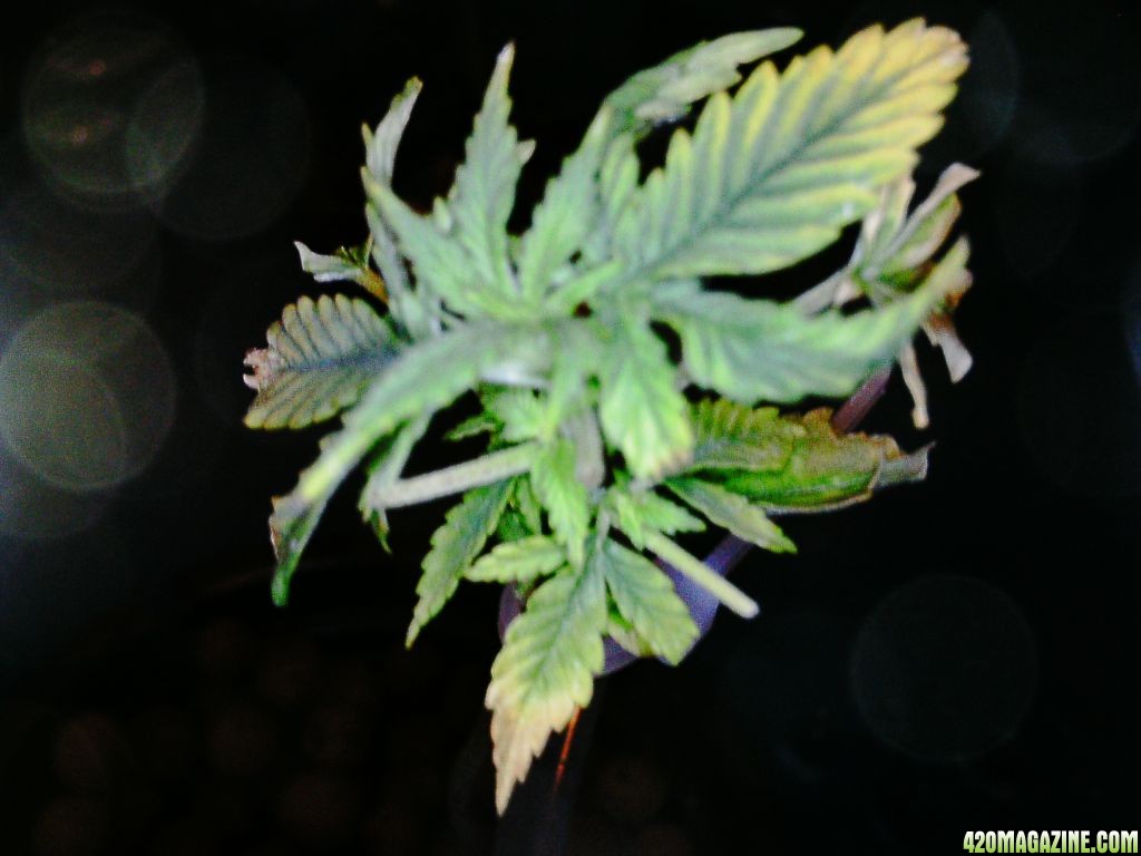 1st time grower, my girls are sick and they need help.