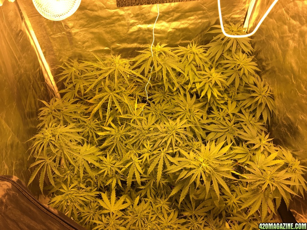 1st time hydro grow
