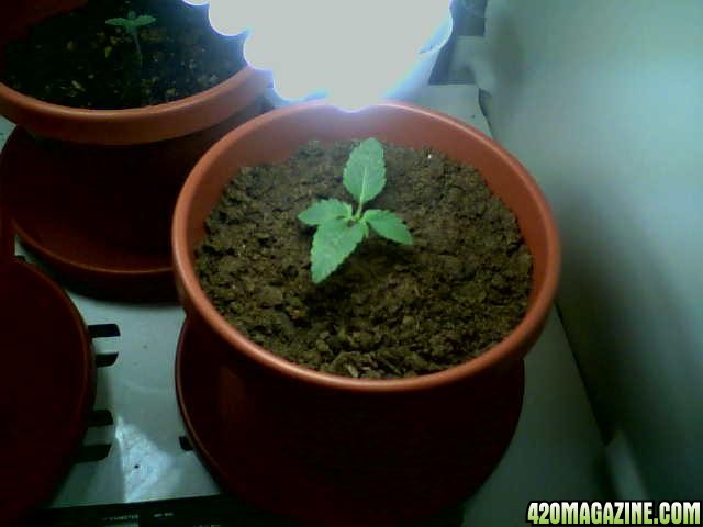 1st_grow_1