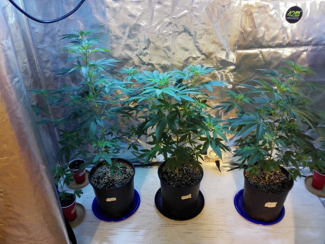 2 Dos si dos on the left, and 1 Wedding Cake on the right by Blackskull Seeds