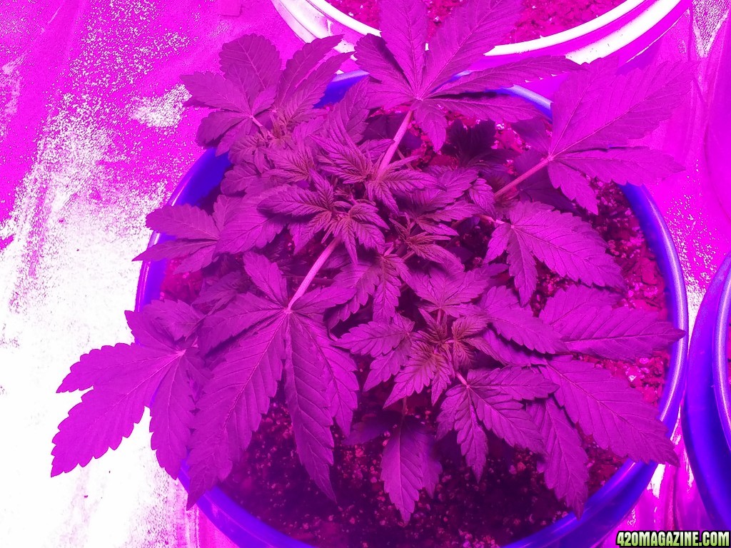 2 fast 2 vast autoflower at 3 weeks and 3 days old