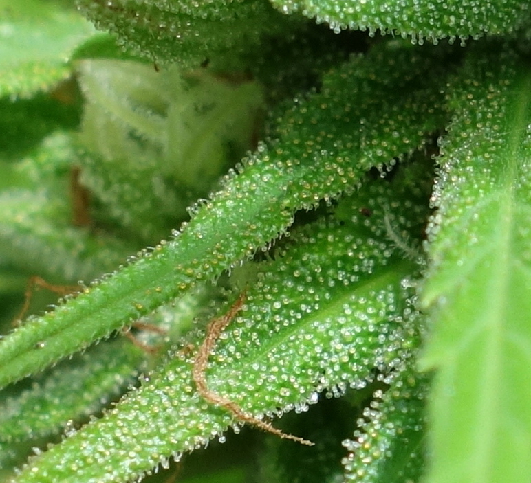 2-WW  White Widow  some early amber trichomes showing on a few sugar leaves