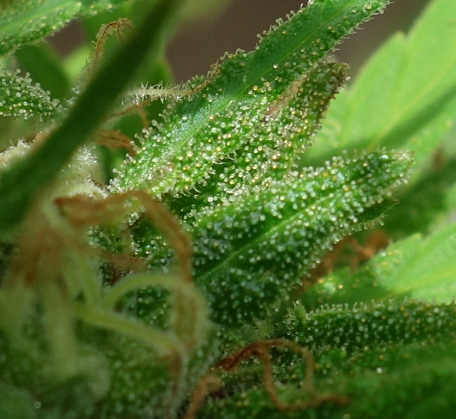2-WW  White Widow  -  some early amber trichomes showing on a few sugar leaves