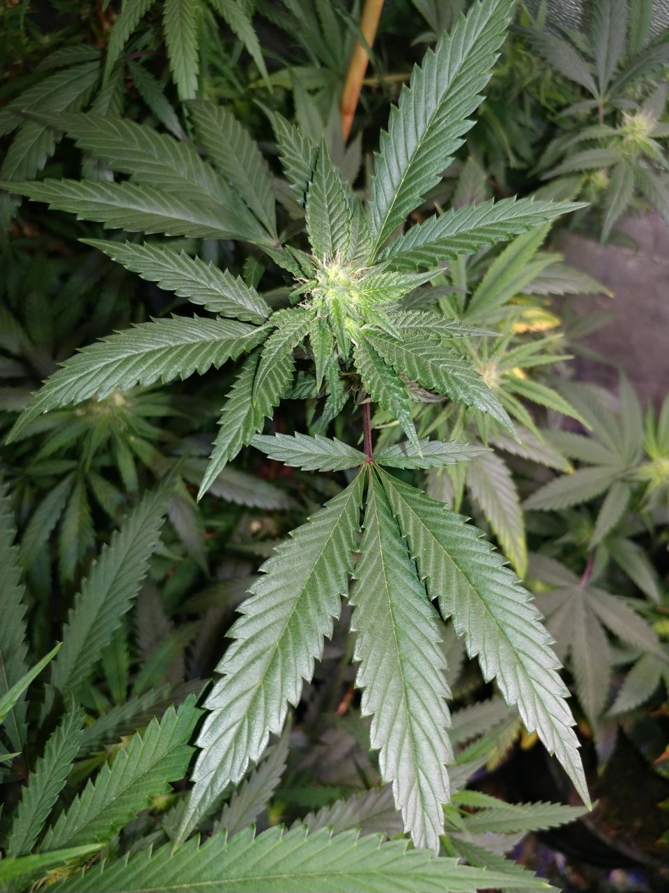 2018 Icemud Harlequin x Pine Tar Kush 79 Xmas Bud seed project indoor cannabis grow in soil