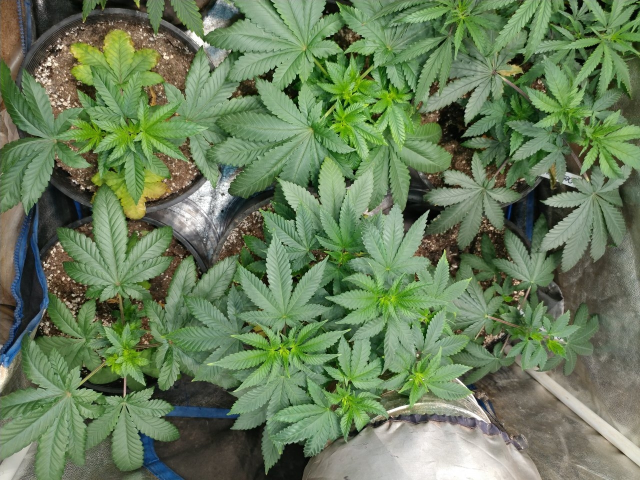 2018 Icemud Hazeman's Monkey balls aka deep chunk seed project indoor cannabis grow in soil under LED grow lights