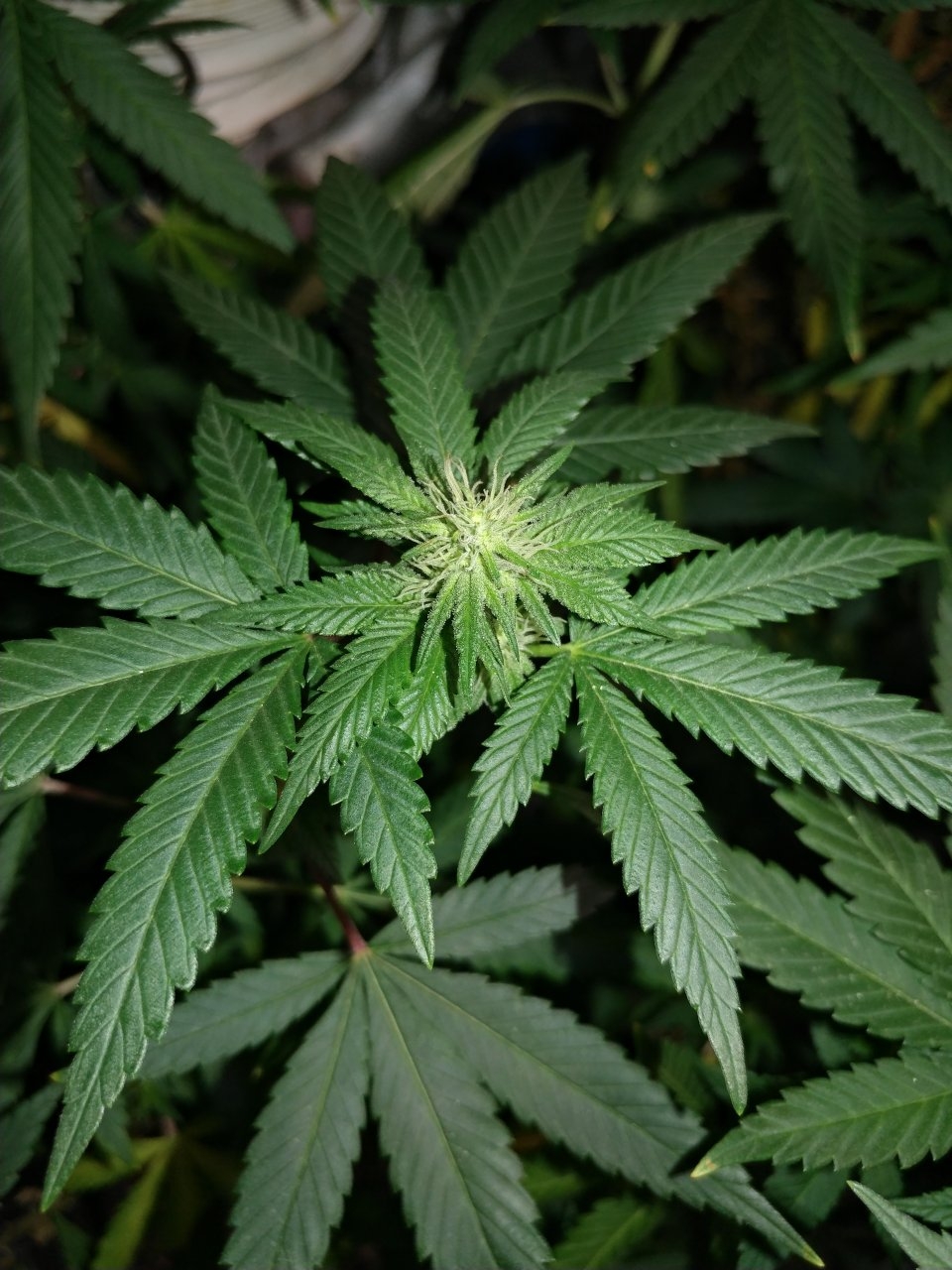 2018 Icemud Pine Tar Kush 79 Xmas Bud indoor cannabis grow in soil