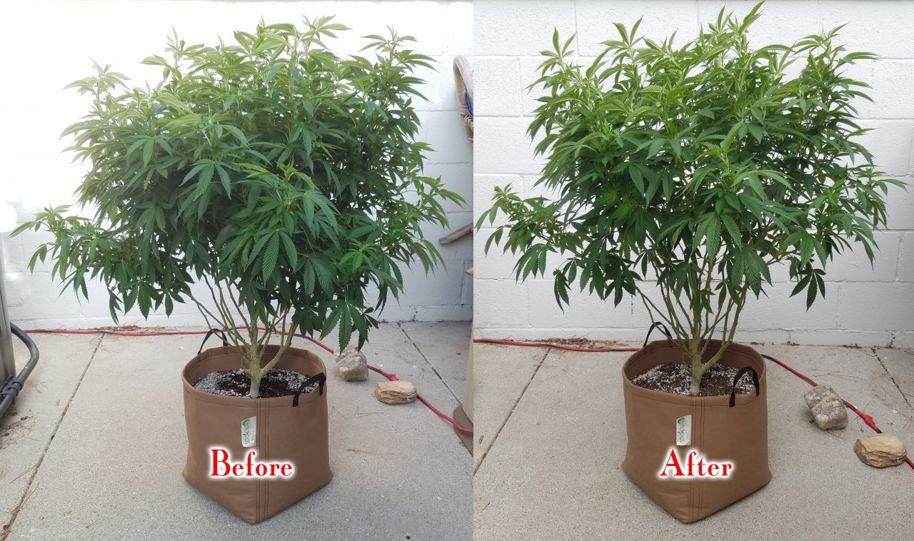 20190713_173646 Sour G before-after.jpg