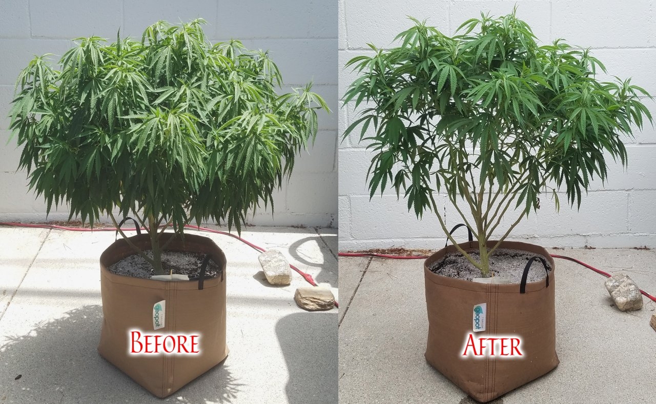 20190714_131419 AK before-after.jpg