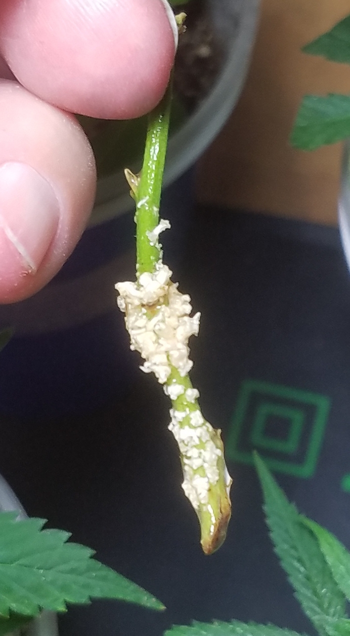 20190823_091547 Sour G roots or fungus.jpg