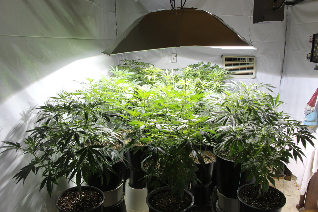 2020 Indoor Medical Cannabis Garden