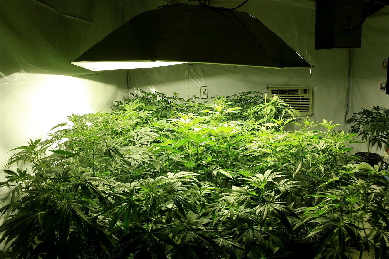 2020 Indoor Medical Cannabis Grow-4/2/20