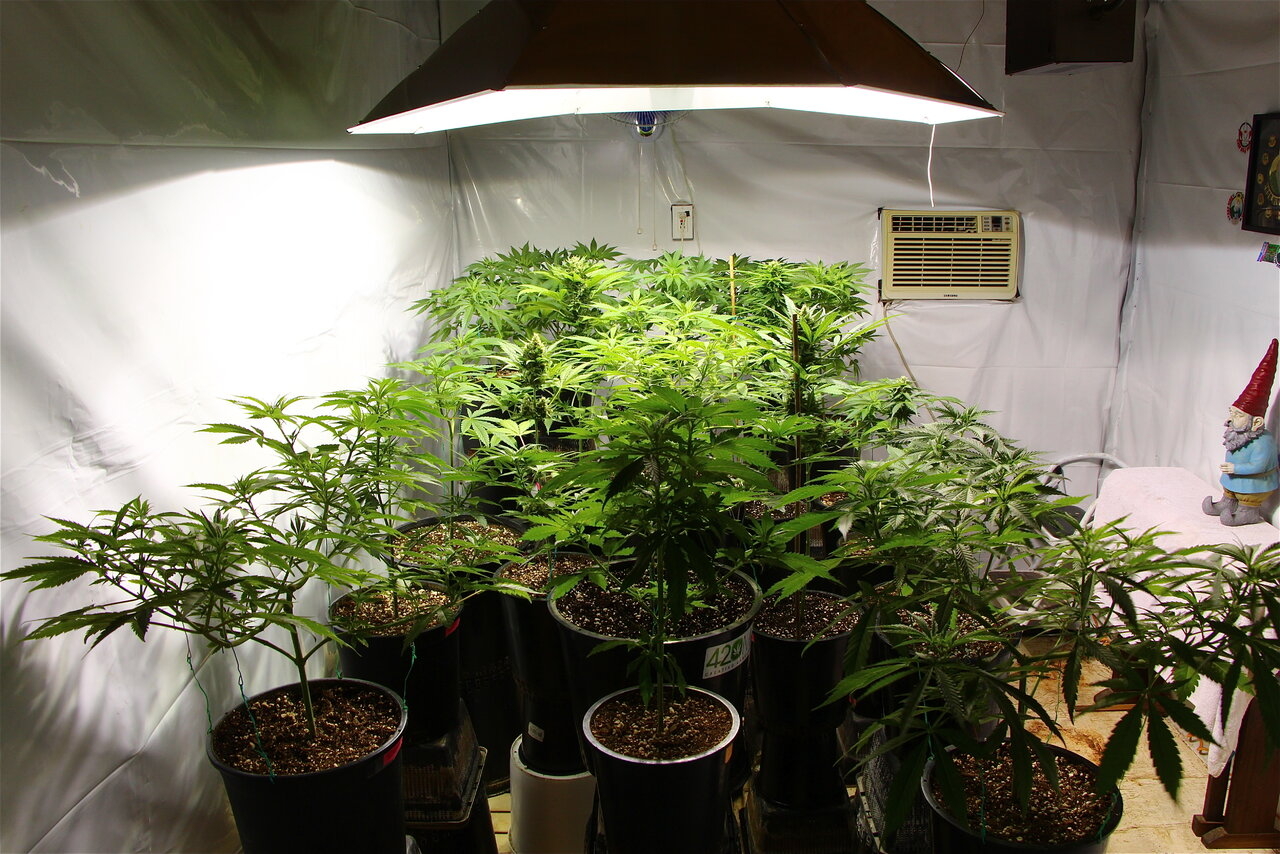 2020 Organic Indoor Medical Cannabis Grow-3/15/20