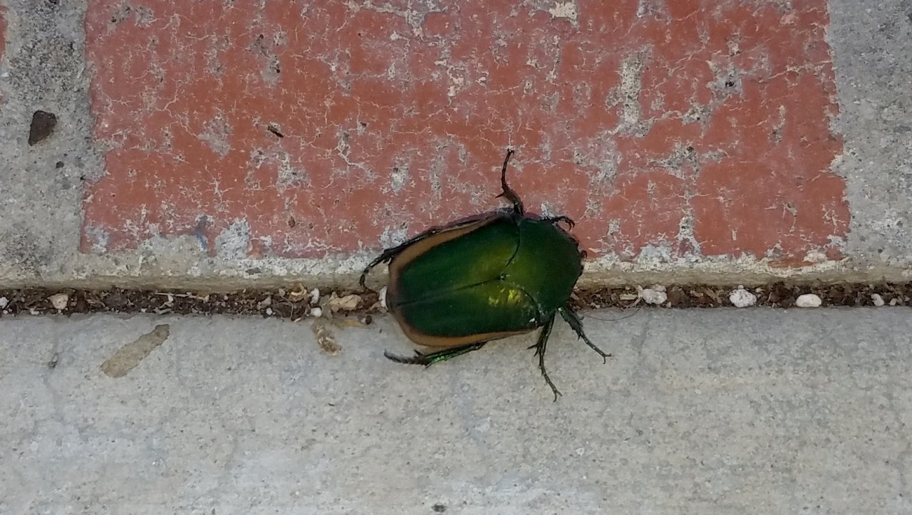 20210801_170550 beetle.jpg