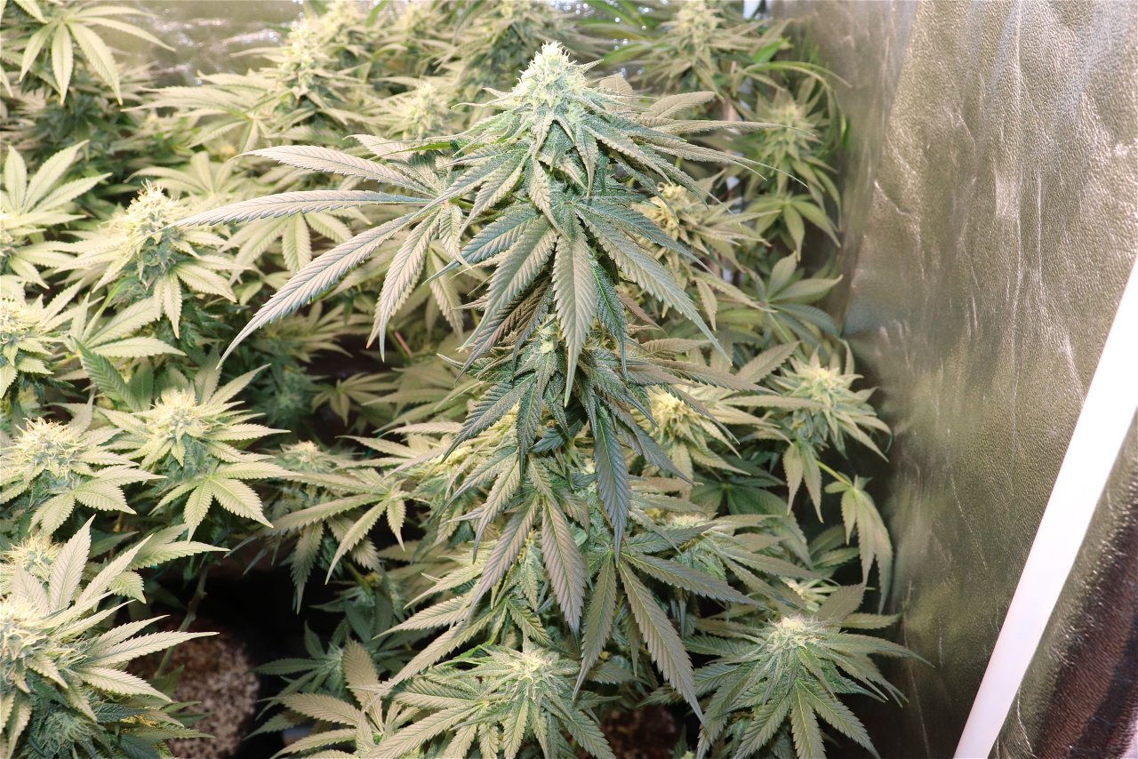 2022-23 Indoor Winter Grow feat. ViparSpectra P2000-Day 45 of Flowering