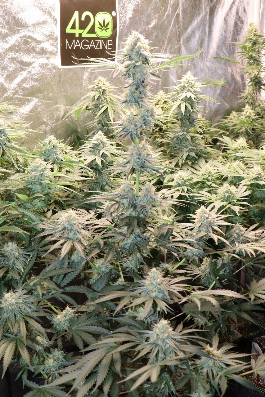 2022-23 Indoor Winter Grow feat. ViparSpectra P2000-Day 45 of Flowering