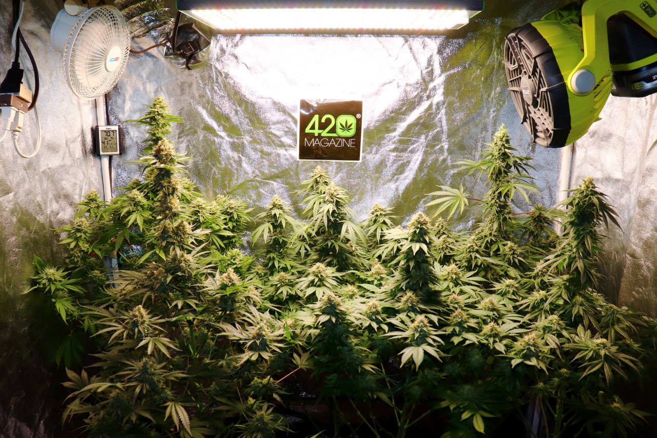 2022-23 Indoor Winter Grow feat. ViparSpectra P2000-Day 56 of Flowering