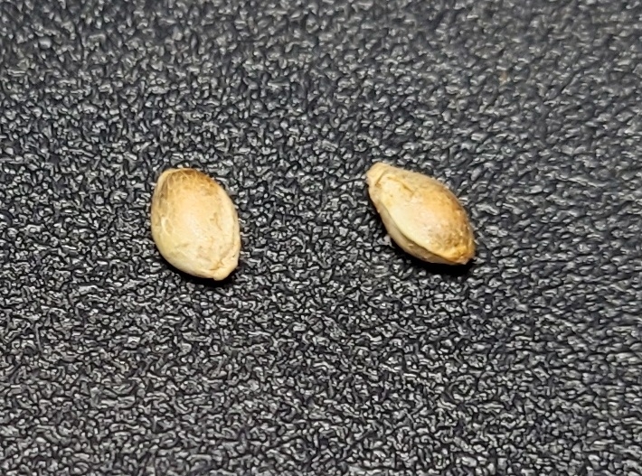 20220602_223524 Sour G seeds.jpg