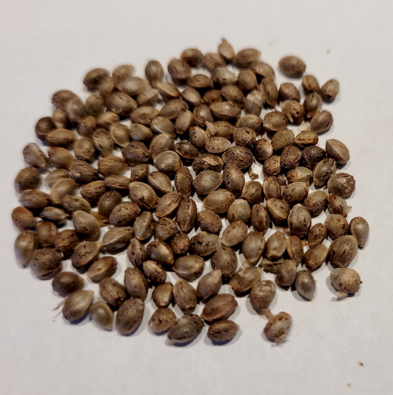 20220624_181804 Sour G STS striped seeds.jpg