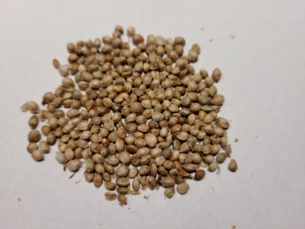20220624_181839  Sour G STS pale seeds.jpg