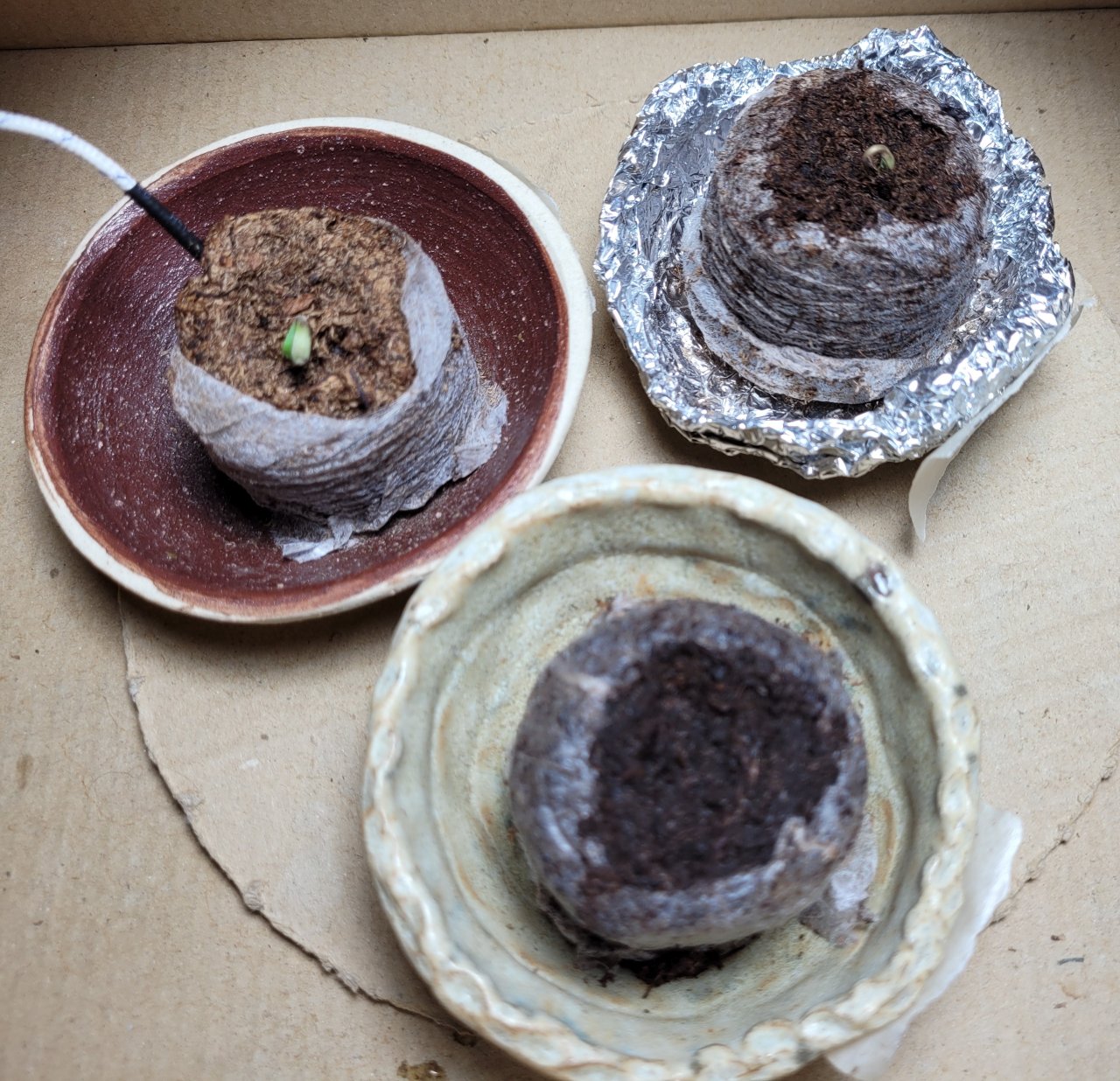 20221110_081342 Winter grow LeC sprouts.jpg