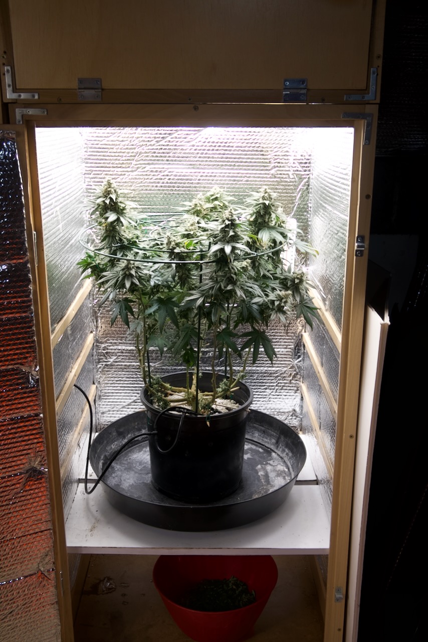 2023-10-27: Seed Queen Isolated, Day 108, 7 Weeks after Flip