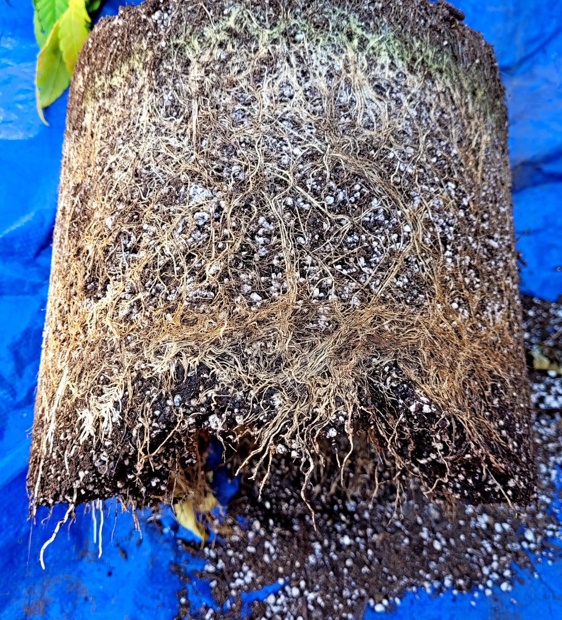 20230707_160521 GM SIP roots day 67.jpg