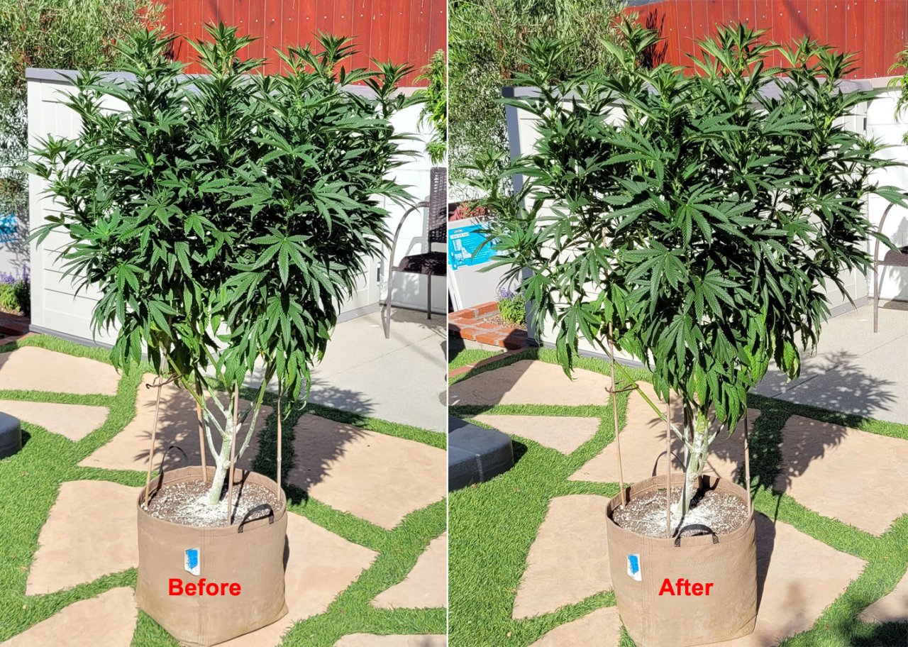 20230812_163129 GM before-after thinning flip-day 12.jpg
