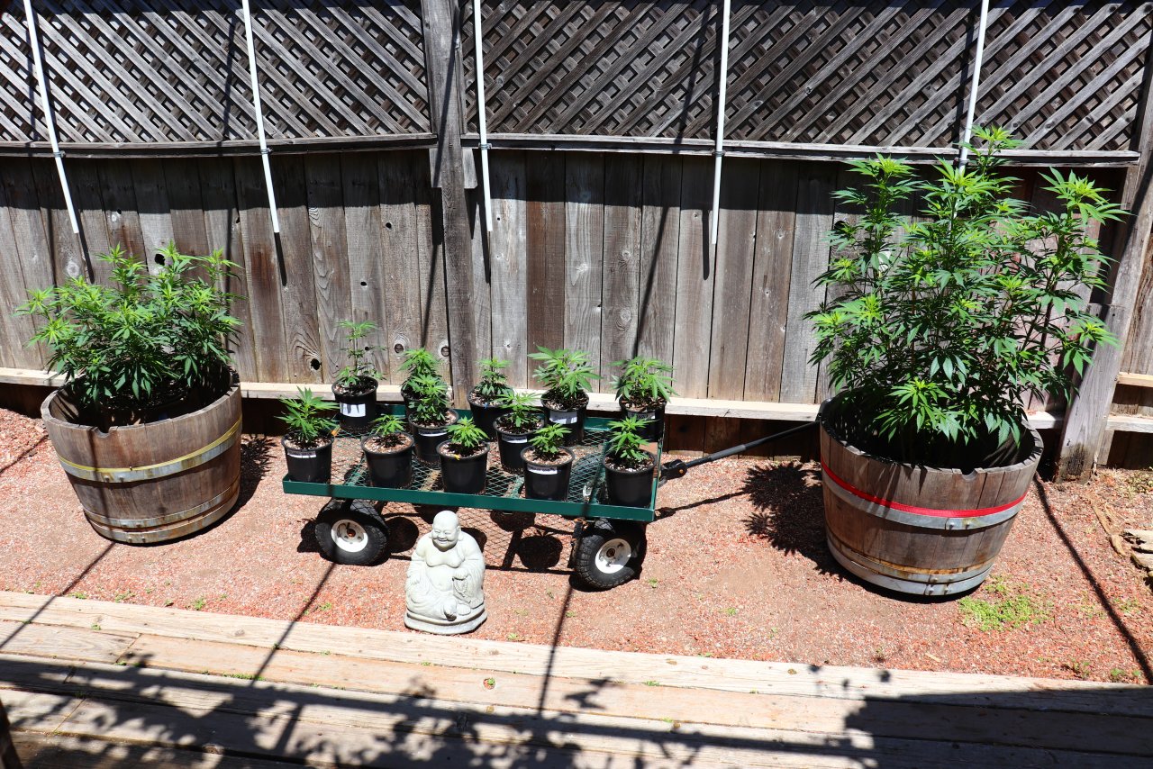 2024 Outdoor Grow Project-5/16/24