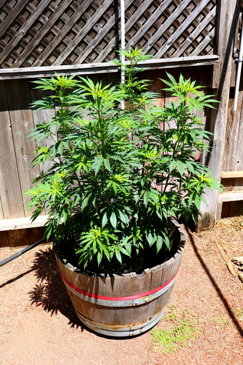 2024 Outdoor Grow Project-5/16/24