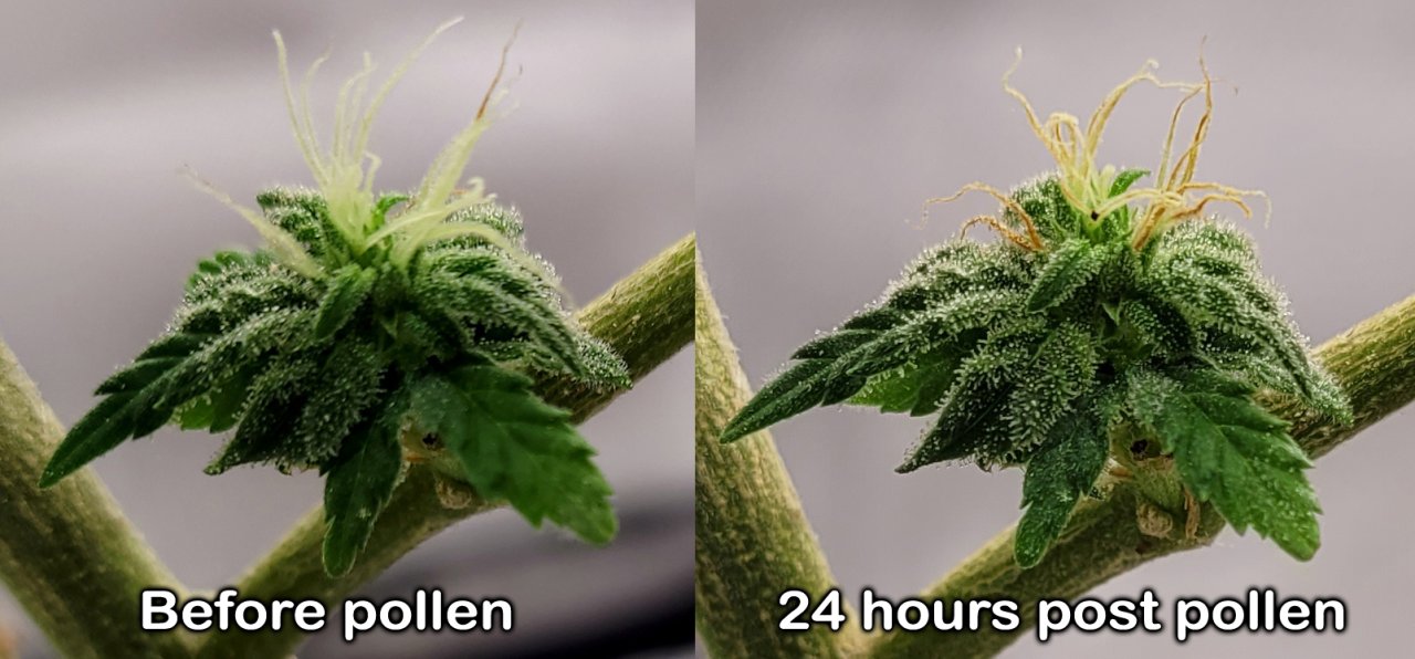 20240423_082450 CD-1 larf before and after pollination.jpg