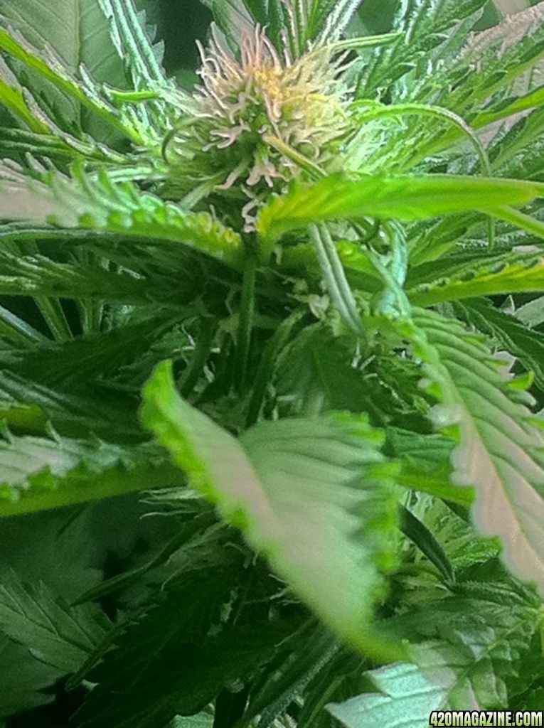 21 days into Flowering