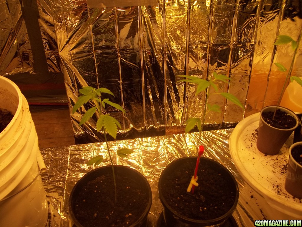 $25 grow room