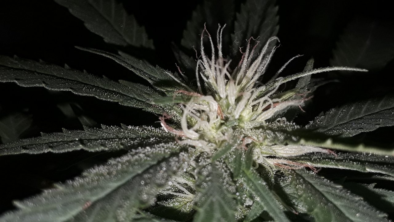 25th day of flower