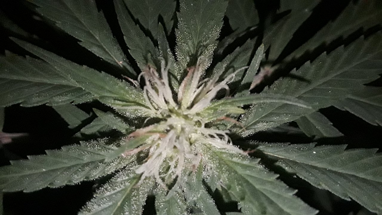 25th day of flower