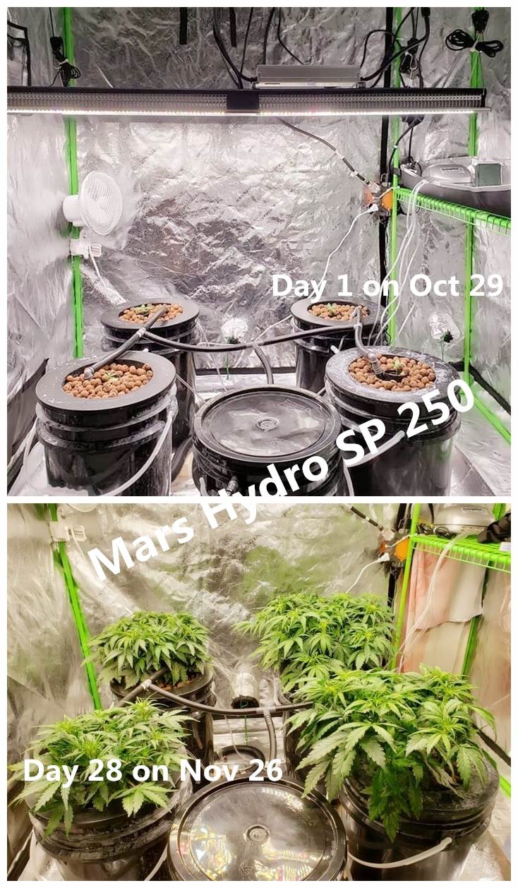 28 Days grow under Mars SP 250