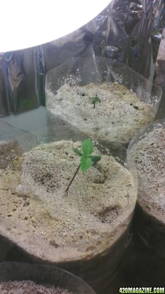 2days old perlite only