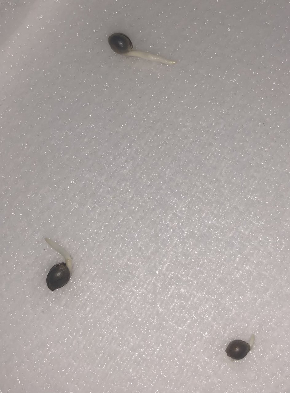 3 Girl Scout Cookies germinating
