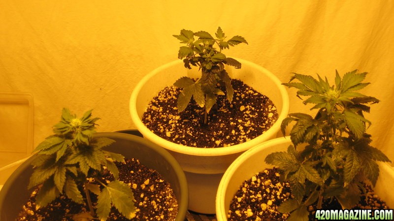 3 ladies 12/12 from seed approx 28 days
