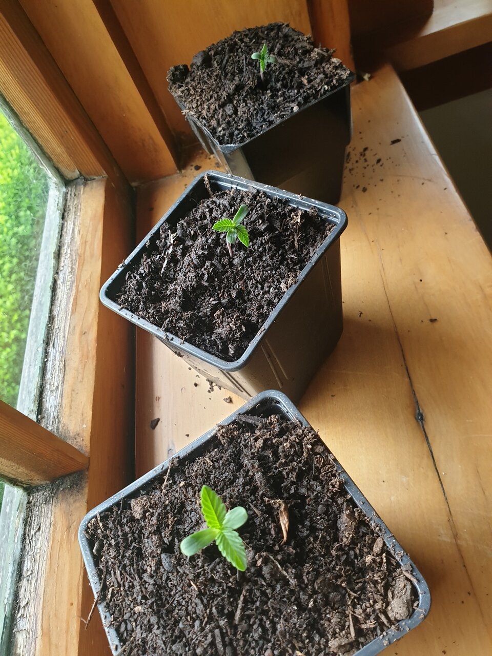 3 plants transferred from terrarium