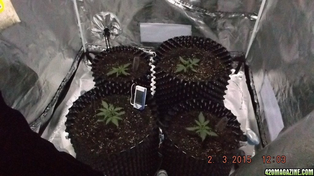 3 think differents and 1 White widow Autos