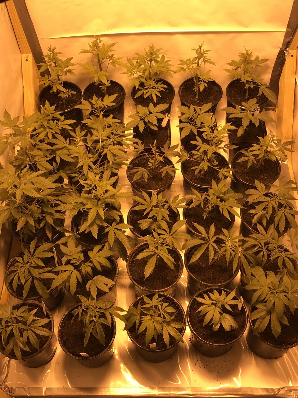 30 pack of all the genetics from last round and this round including the blue sherbert x golden lemons