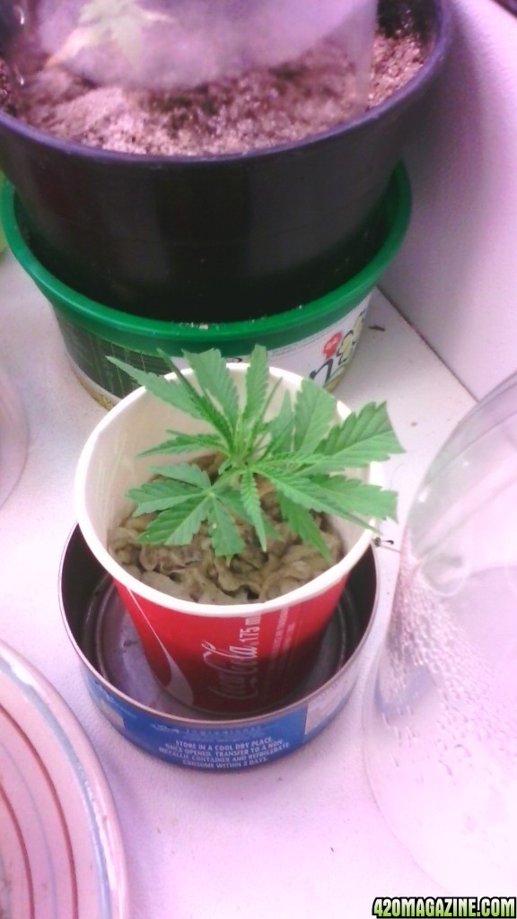 3rd clone ever 2 days old