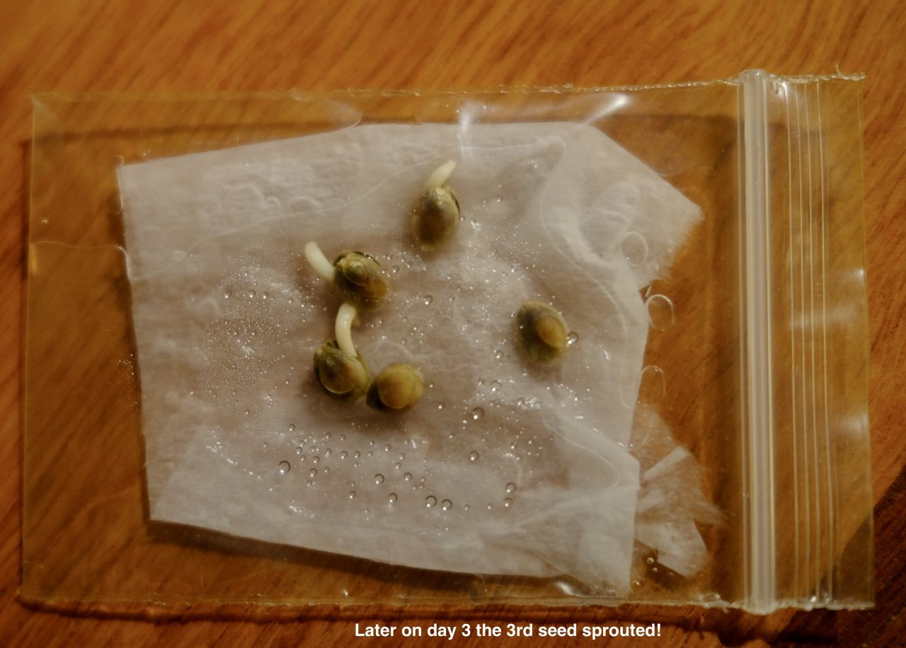 3rd day, and three 16 day old seeds have sprouted!